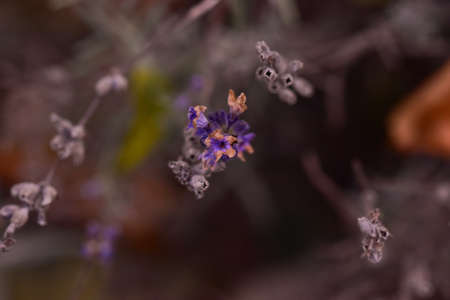 A selective focus shot of blooming Lavender flowersの写真素材