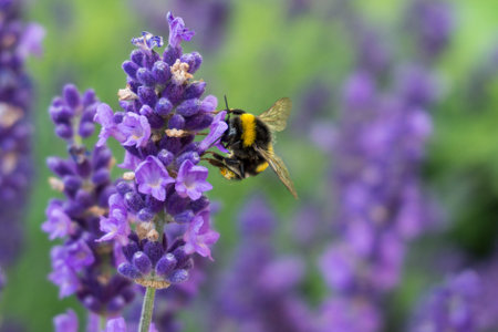 A closeup selective focus shot of a bee on a lavender flower with greenery on the background