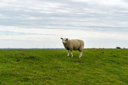 A shot of a fluffy sheep standing calmly in the pastureの写真素材