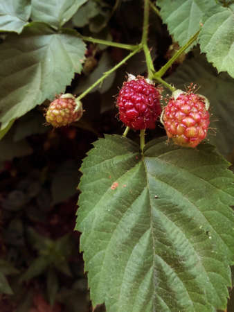 A closeup shot of raspberry on plant