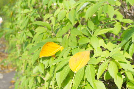 Green leaves growing outdoors on a sunny day