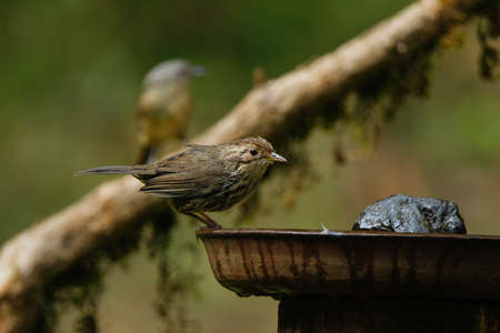 A selective focus shot of a perched sparrow