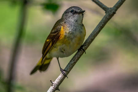 American redstart (Setophaga ruticilla) shot off the Boardwalk during Spring migration at Magee...