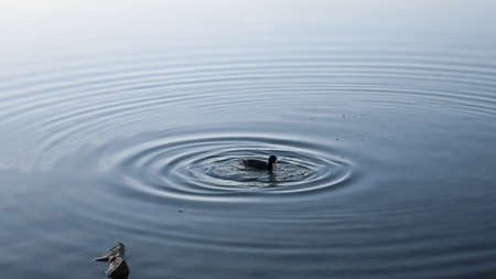 A mallard on the middle of the lake under the sunlight - nice for backgrounds and wallpapers