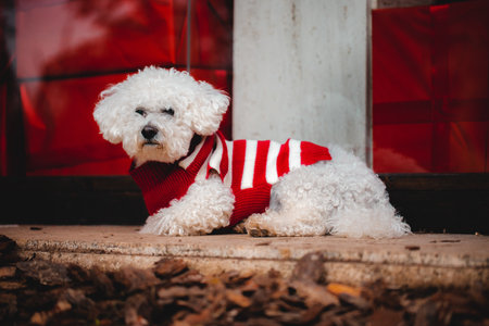 A closeup shot of a white dog with clothsの写真素材