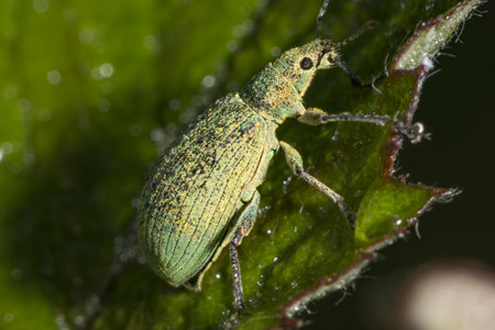 A closeup shot of an insect sitting on a green leafの写真素材
