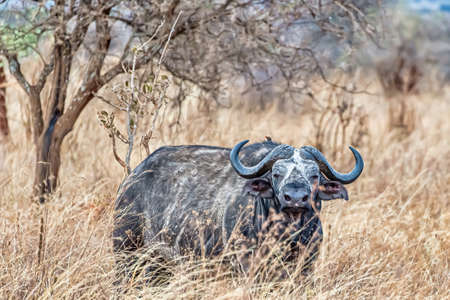 A Water buffalo on the ground surrounded by trees and grass under the sunlight at daytime