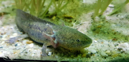 A beautiful shot of a catfish swimming near the ground underwater