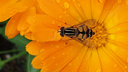 A high angle shot of an insect landed on an orange flower