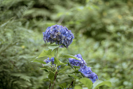 A closeup of french hydrangeas surrounded by greenery under the sunlight with a blurry background
