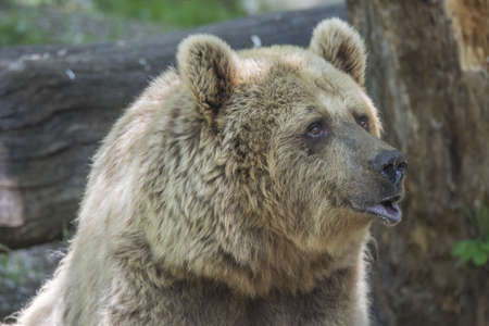 A cute big brown bear in the park during daytime