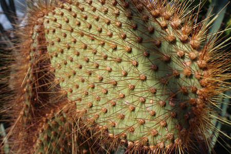 A closeup of a cactus under the sunlight with a blurry backgroundの写真素材