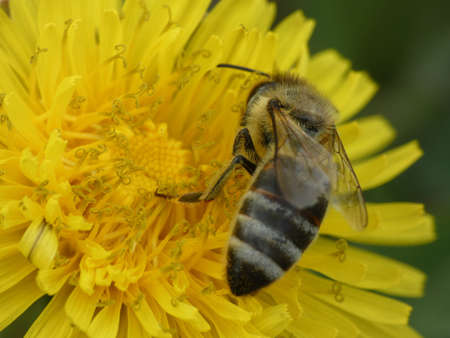 A macro shot of a bee sitting on a yellow flower