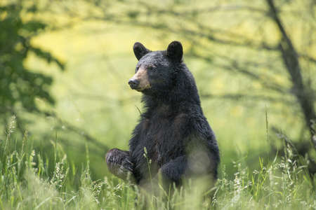 A black bear sitting on the ground surrounded by greenery in a forest with a blurry backgroundの写真素材