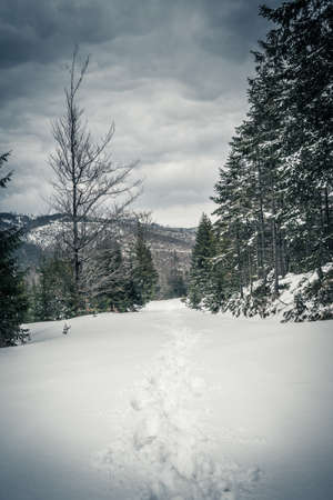 A vertical beautiful shot of a forest in winter with footprints under a cloudy skyの写真素材