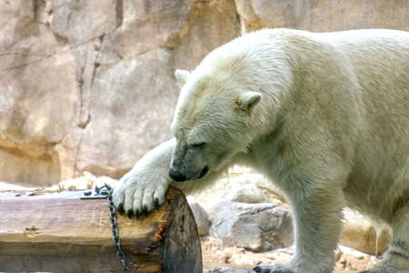 Polar Bear in zoo environment scratches log.の写真素材