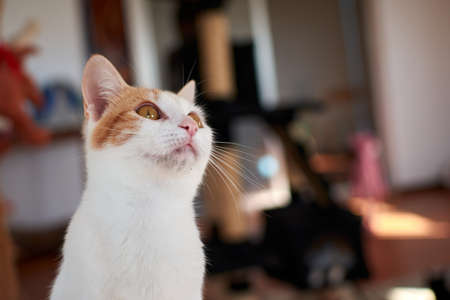 A selective focus shot of a cute cat
