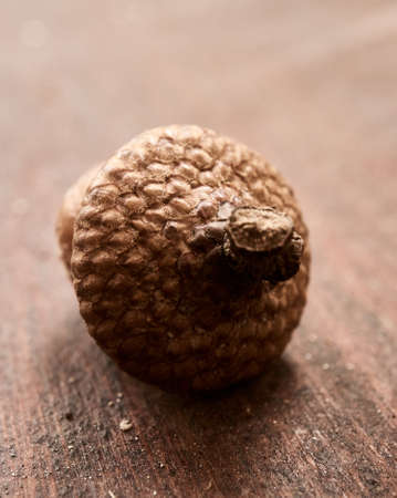 A beautiful shot of an acorn on the floor
