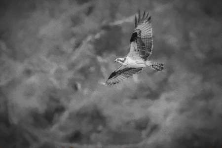 Wild osprey flying  in the wildの写真素材