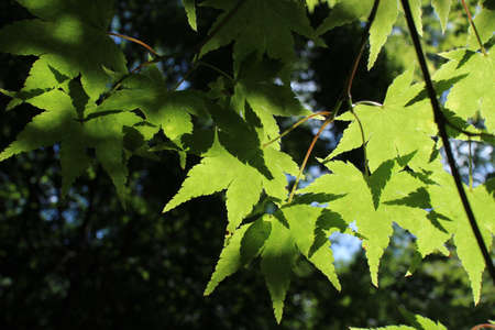 A closeup of leaves on tree branches under the sunlight with a blurry background
