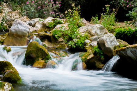 Spring of fresh water passing through a valley or gorge and oleander trees in the mountains of Akchour Morocco, close to the city of Chefchaouenの写真素材