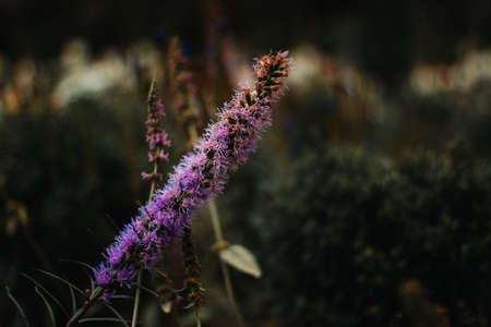 The closeup shot of the beautiful purple flowers in the gardenの写真素材