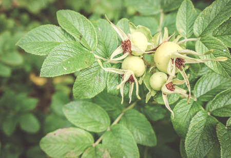 A closeup of immature rose hip on a rose plant