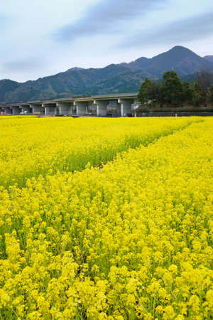 A large field of yellow flowers in front of the mountainsの写真素材