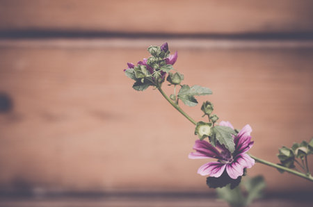 A selective focus shot of beautiful mallow flowersの写真素材