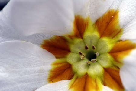A closeup selective focus shot of a white flower with greenery on the background