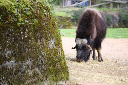 A selective focus shot of a bison in the distanceの写真素材