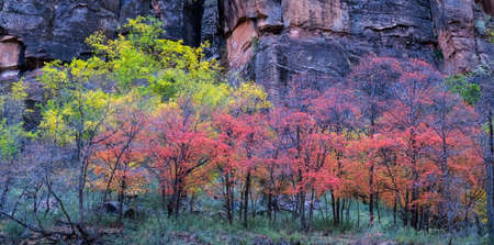 A beautiful scenery of colorful trees next to a high rocky cliffの写真素材