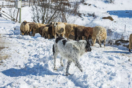 A dog standing on the snow with sheep in the background