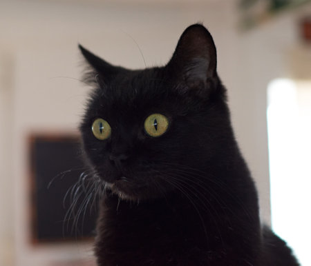 A closeup shot of a beautiful black cat with green eyes on blurred backgroundの写真素材