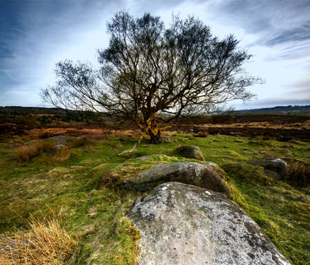 The ancient tree surrounded by rocks at Owler Tor in the Peak District in the UKの写真素材