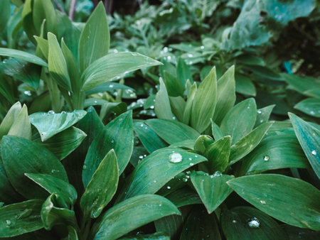 A beautiful shot of green plants with waterdrops on the leaves in the park