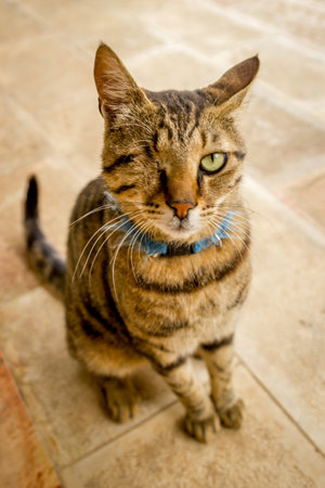 A shallow focus vertical shot of a one-eyed cat sitting on a tile surface with a blurred background