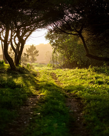A vertical shot of a small path with vehicle traces in the sunny forest