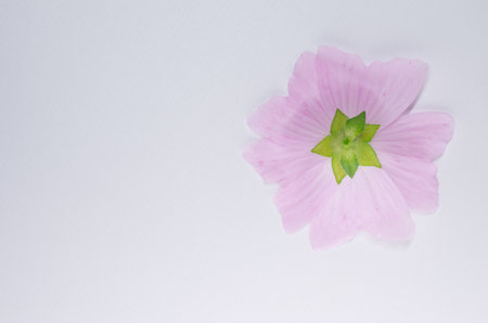 A closeup shot of a pink flower isolated on white backgroundの写真素材