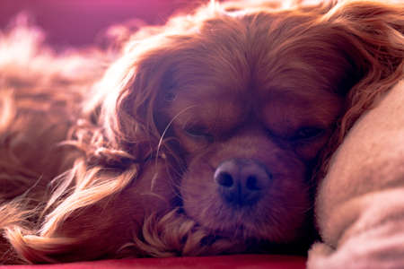 A cute brown Cavalier King Charles Spaniel puppy sleeping on the bedの写真素材