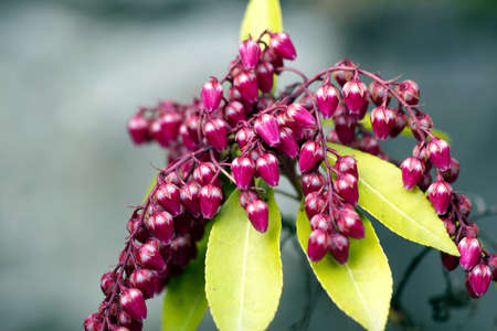 A closeup shot of a purple cute flower with green leaves and blurred backgroundの写真素材