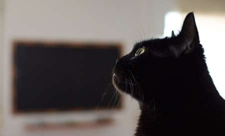 A closeup shot of a beautiful black cat with green eyes on blurred backgroundの写真素材