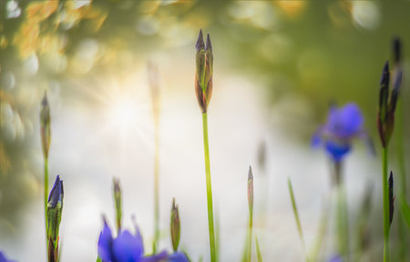 A selective focus shot of buds of irisesの写真素材