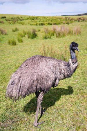 A vertical closeup shot of an ostrich looking sideways standing in an empty fieldの写真素材