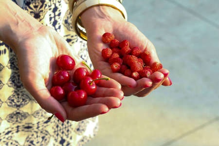 A selective focus shot of a female holding ripe berries in her handsの写真素材