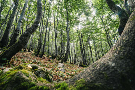 Incredible green deep forest with bent trees, fallen leaves and wierd branches.の写真素材