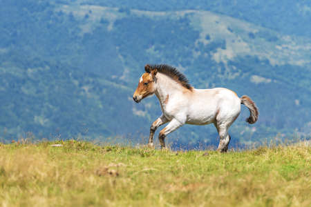 A selective focus shot of white horse running on a grassy field