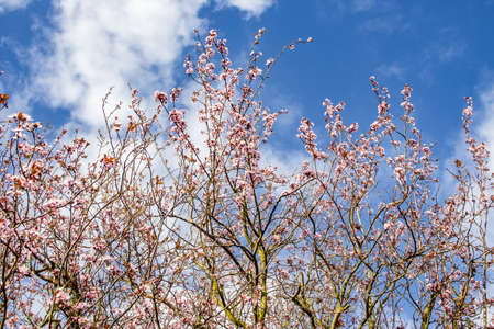 A low angle shot of beautiful trees of cherry blossom under a cloudy sky