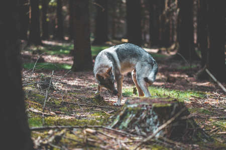 A view of wolfdog standing in the woods