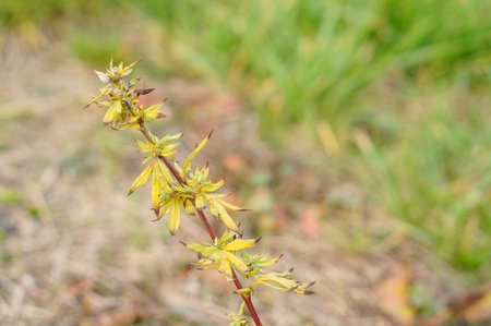 A closeup shot of a fresh leave with blurred background
